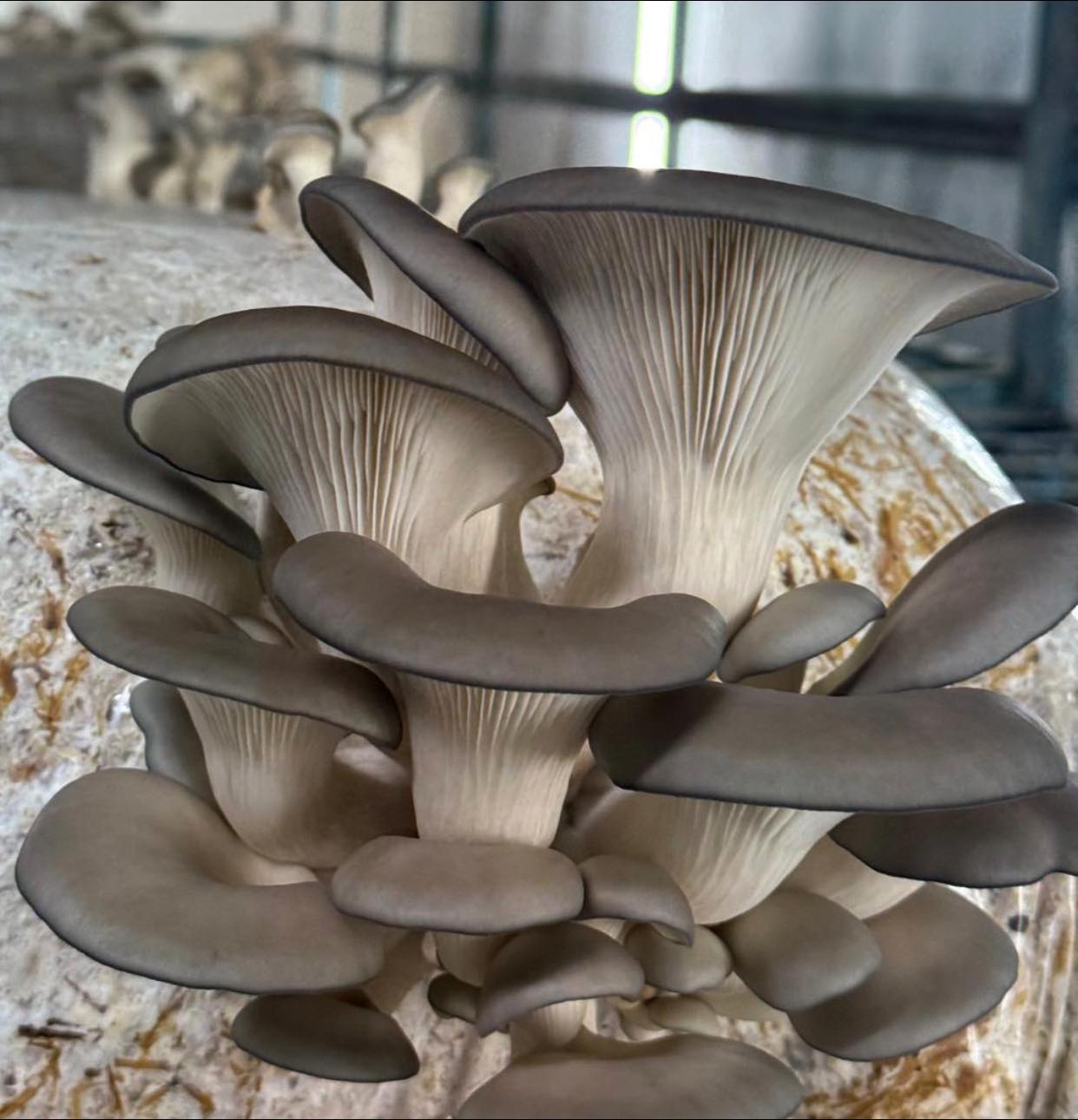 Saci de Ciuperci pleurotus 2