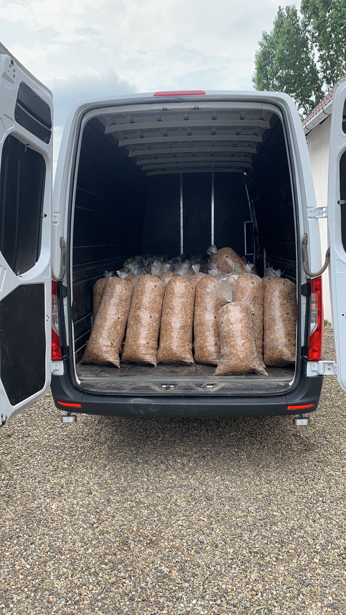 Saci de ciuperci Pleurotus Alba