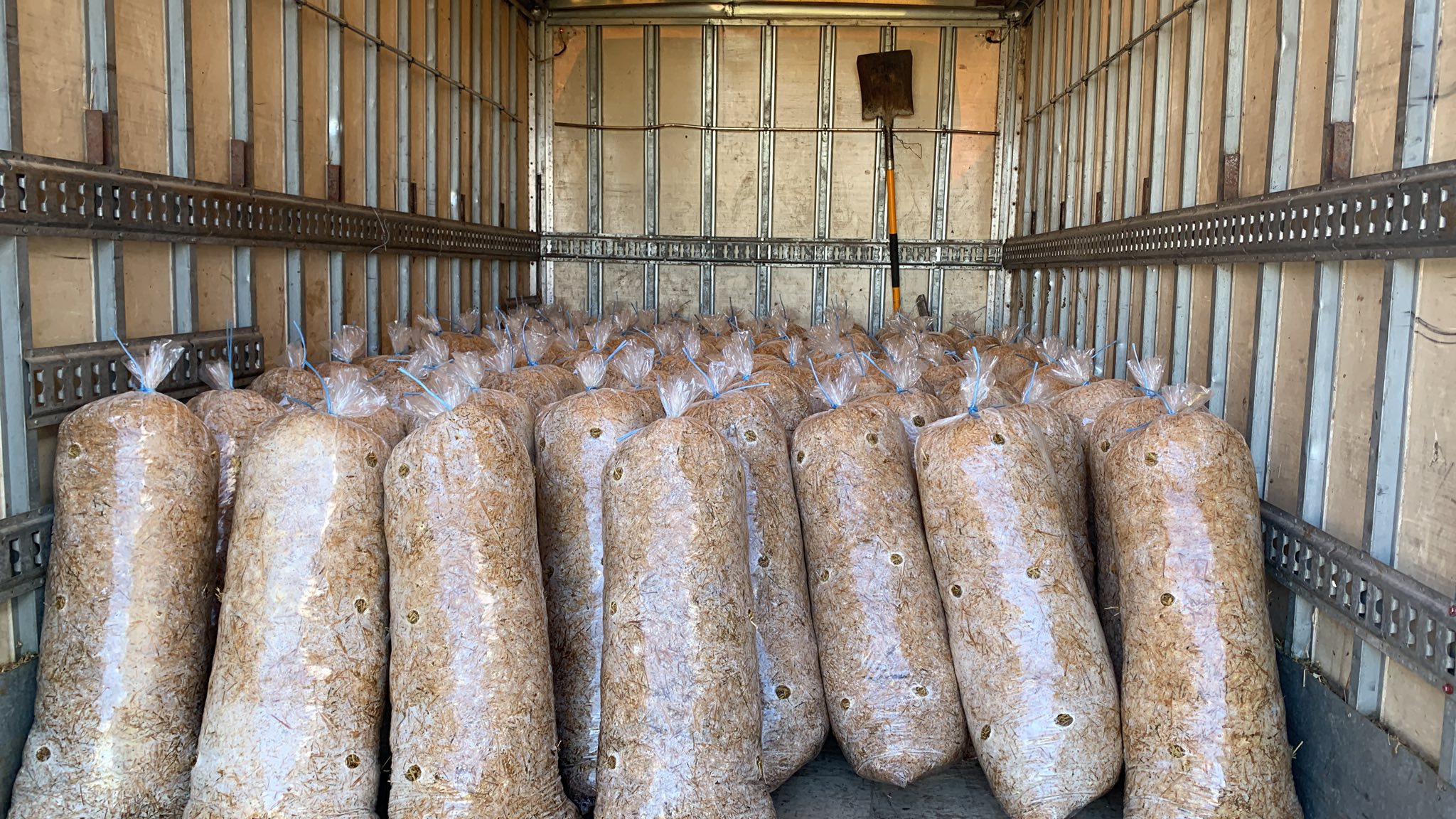 Saci de ciuperci Pleurotus Dudu