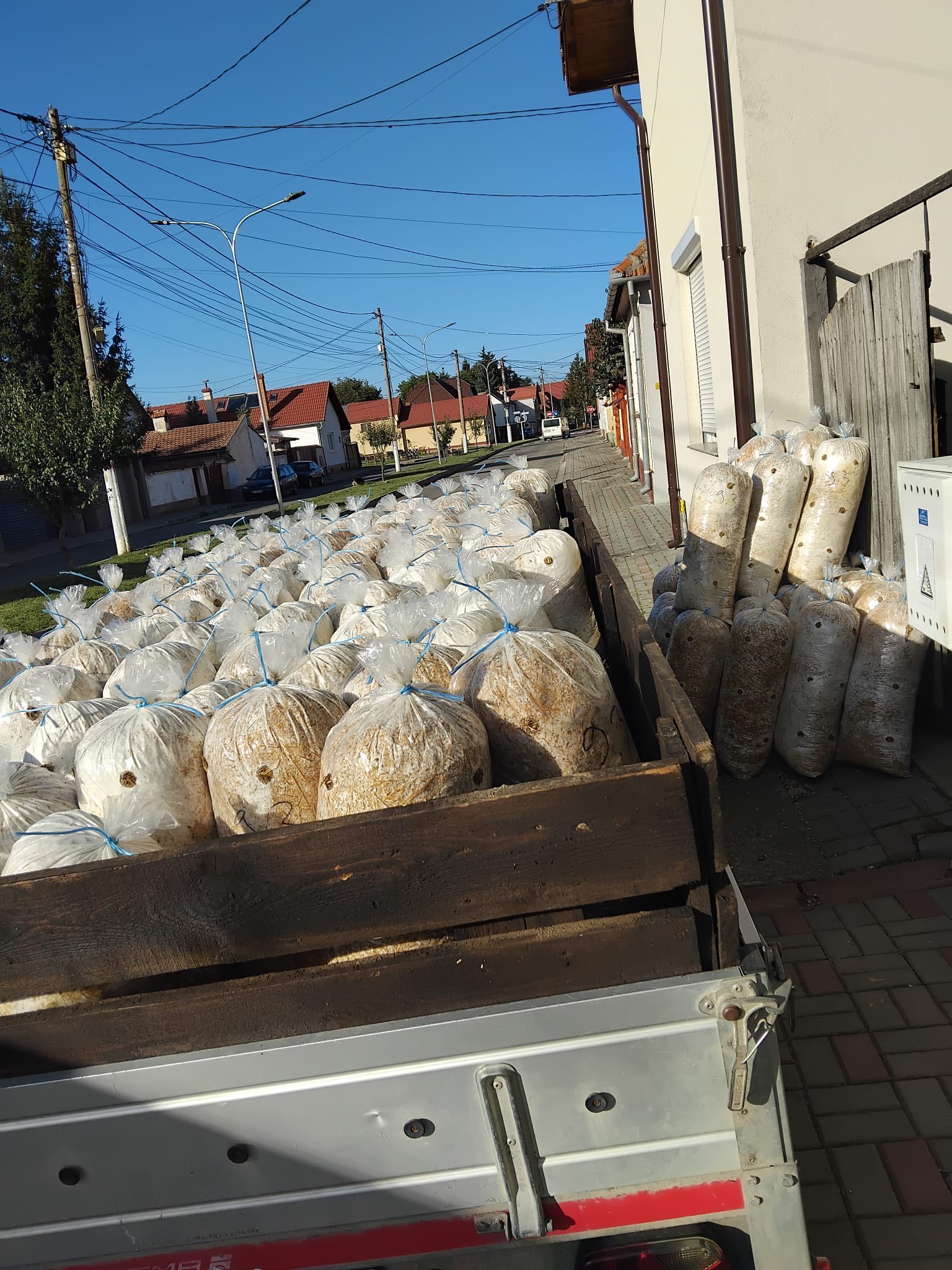 Saci de ciuperci Pleurotus Ghimbav