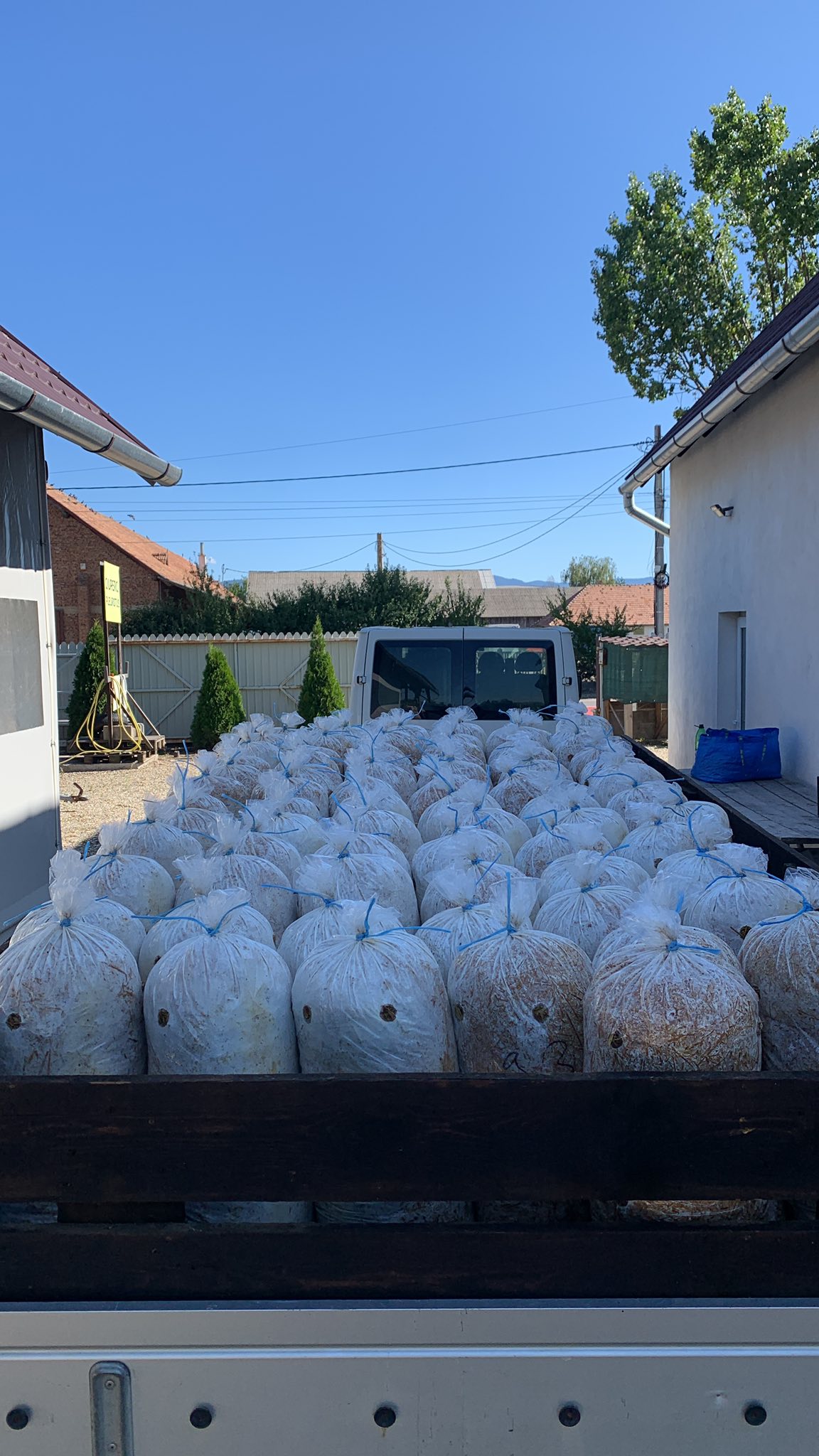 Saci de ciuperci Pleurotus Ghimbav2