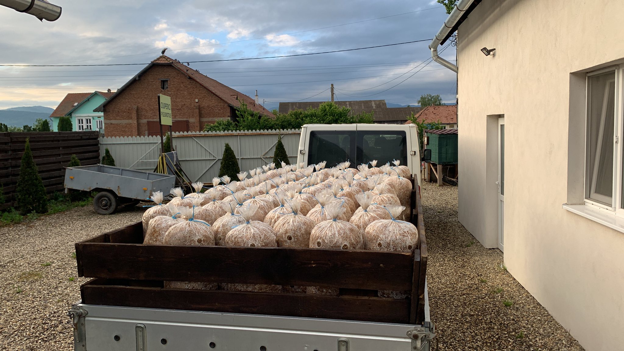 Saci de ciuperci Pleurotus Intorsura