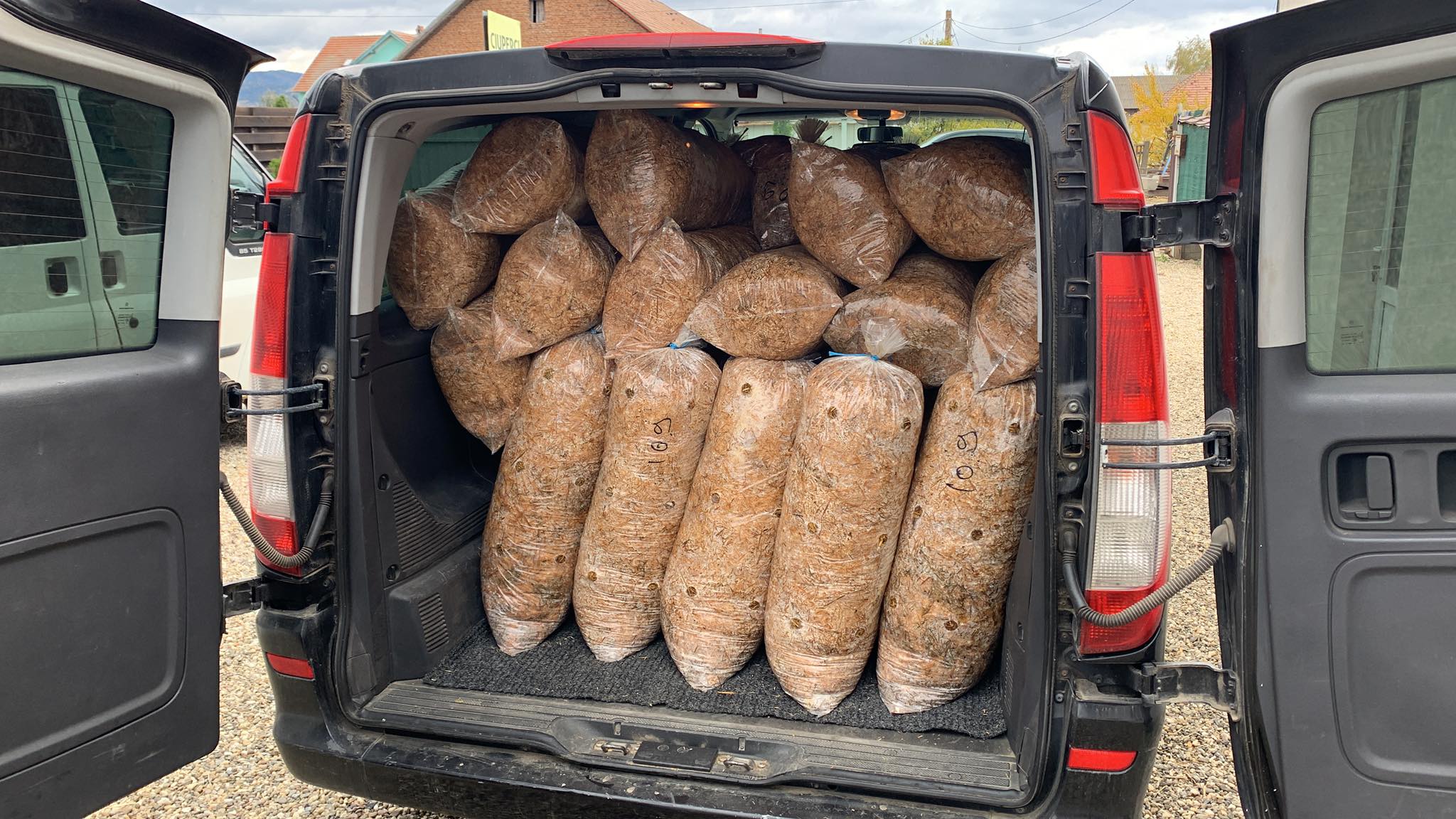 aci de ciuperci Pleurotus Orastie