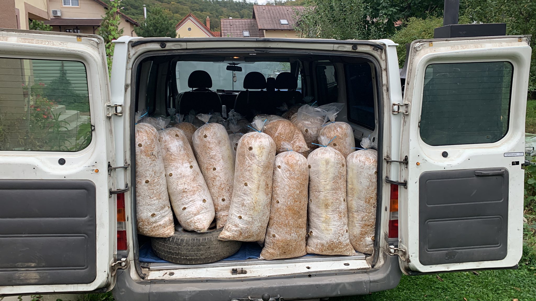 Saci de ciuperci Pleurotus Rasnov