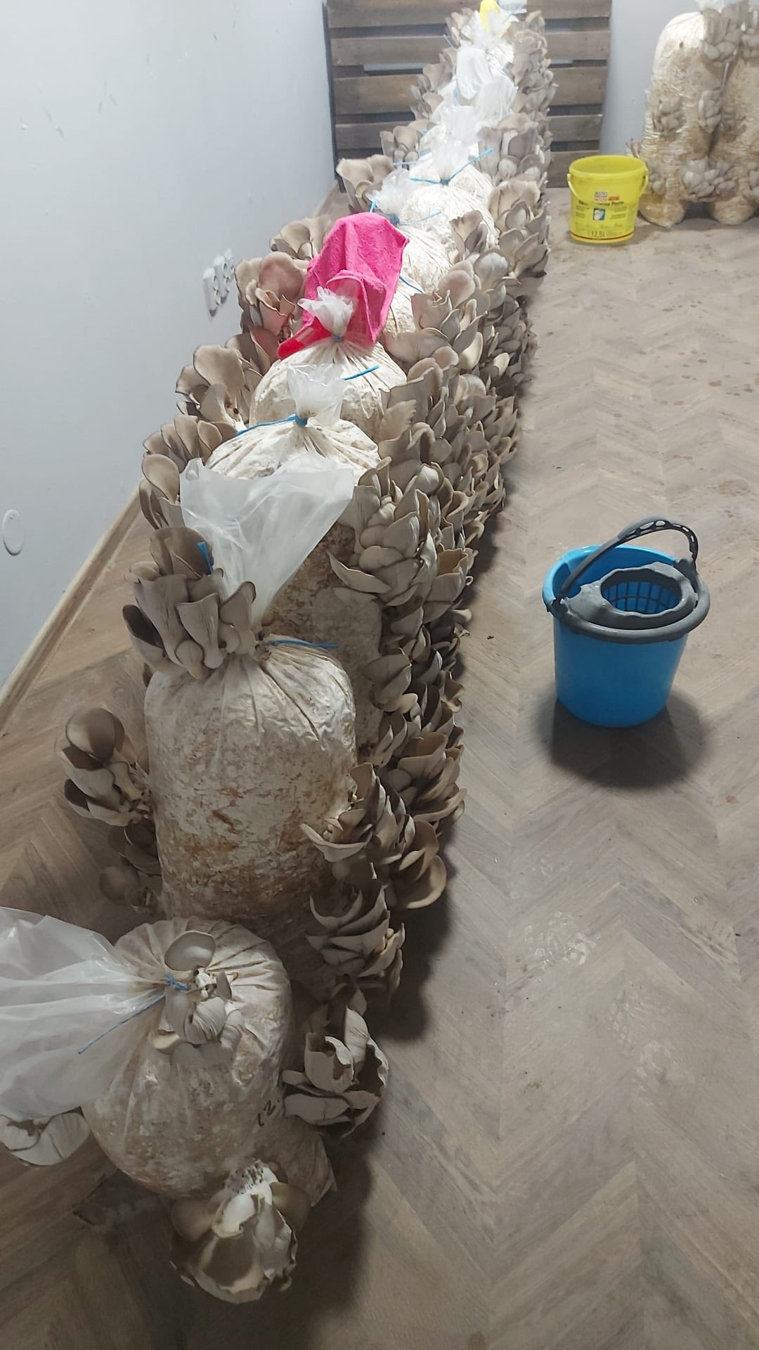 Saci de ciuperci pleurotus Brasov