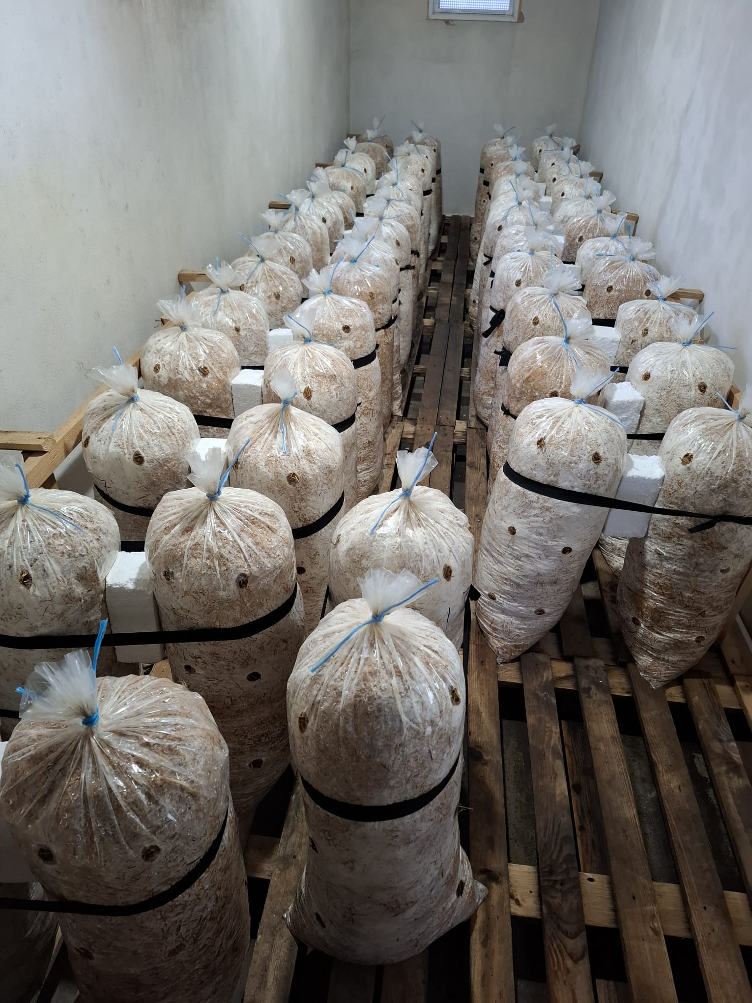 saci de ciuperci pleurotus Podoleni