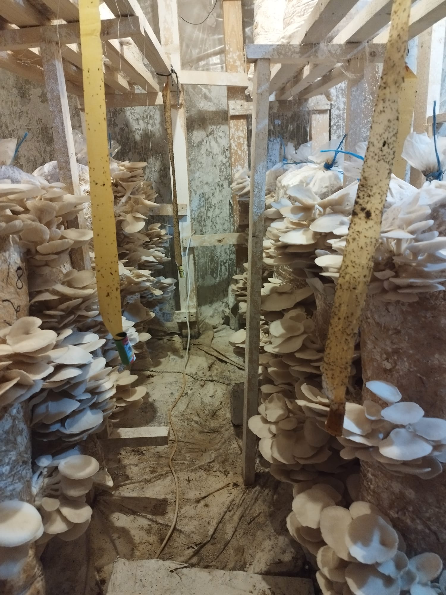 saci de ciuperci pleurotus Sighisoara