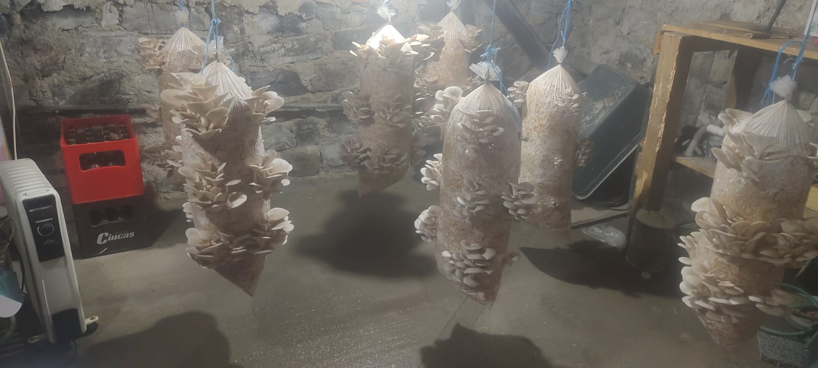 saci de ciuperci pleurotus baraolt