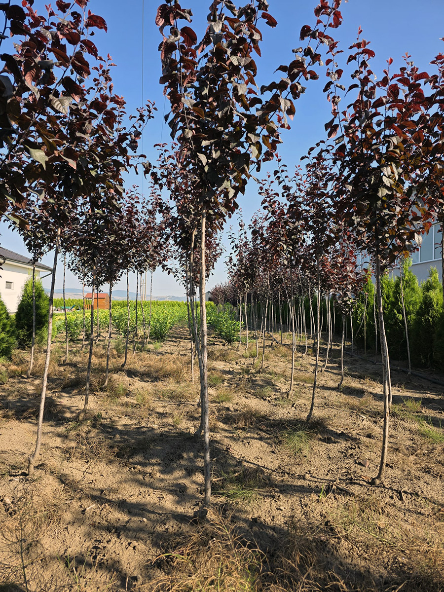 Verszilva (Prunus Cerasifera Woody)