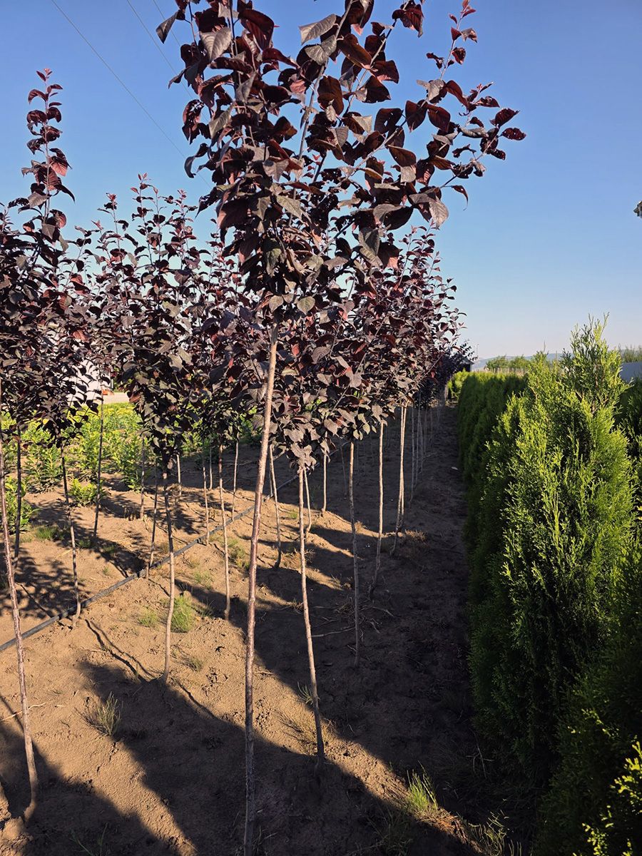 Verszilva (Prunus Cerasifera Woody)