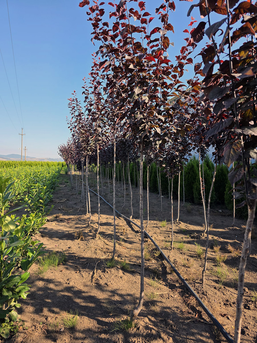 Verszilva (Prunus Cerasifera Woody)