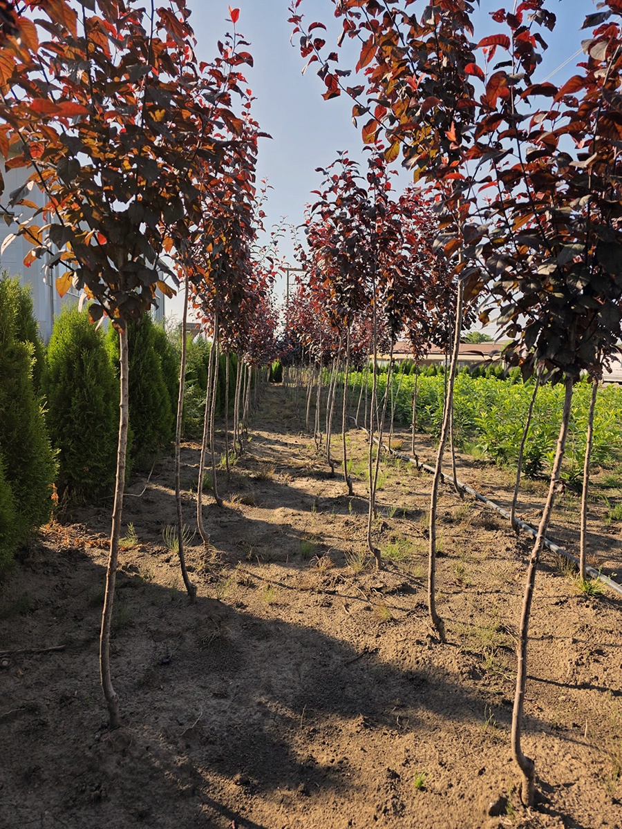 Verszilva (Prunus Cerasifera Woody)