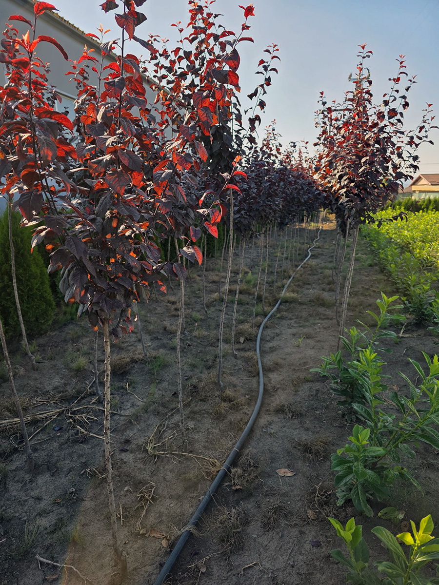Verszilva (Prunus Cerasifera Woody)