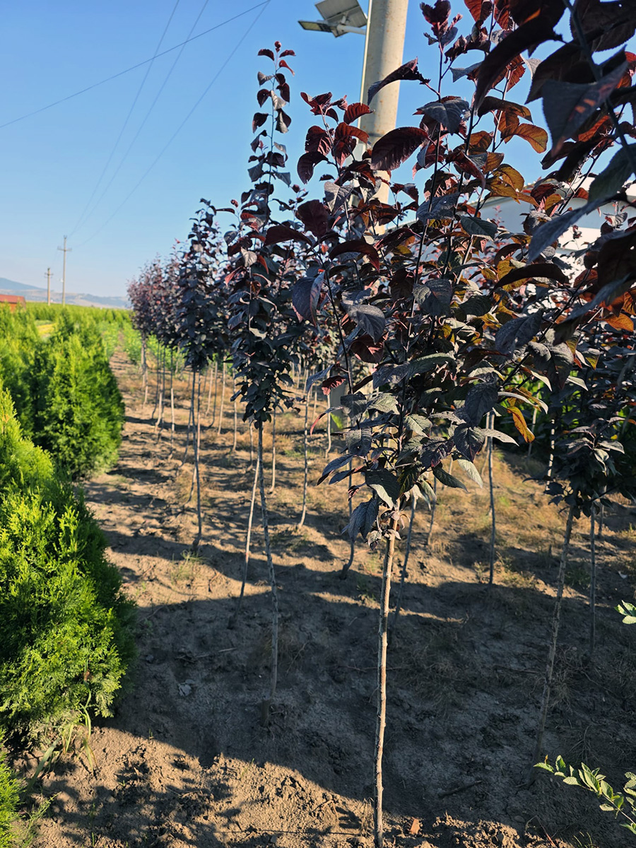 Verszilva (Prunus Cerasifera Woody)