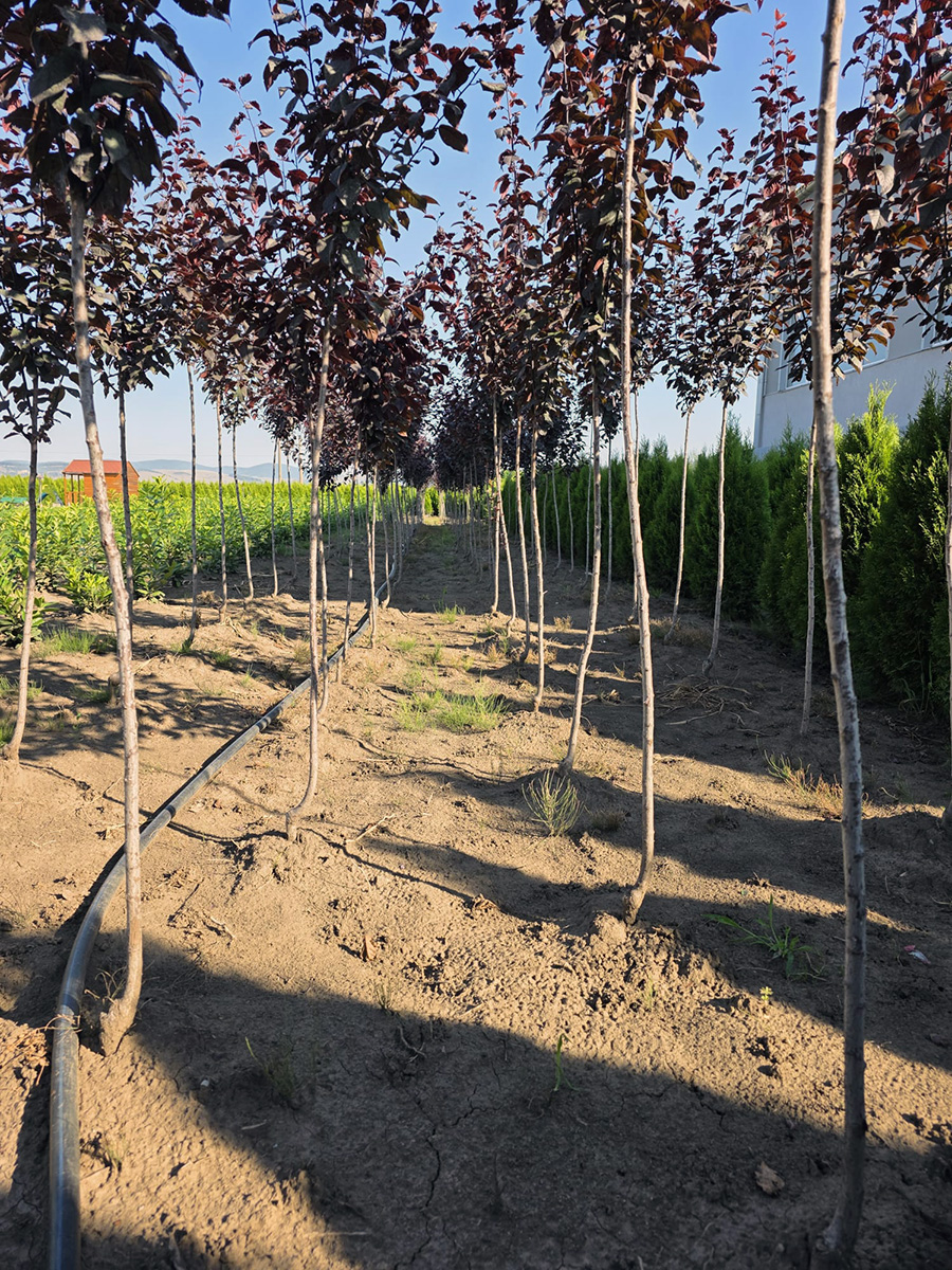Verszilva (Prunus Cerasifera Woody)
